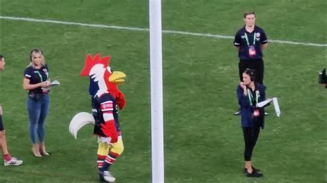 NRL Sydney Roosters Mascot 30thMar2023 - YouTube