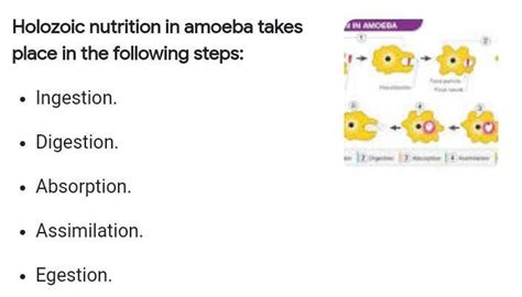 List the steps in holozoic nutrition. Write a note on one of its steps. - Brainly.in