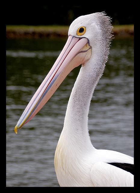 Pelican | A strange bird is the Pelican. His beak holds more… | Flickr