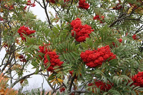 Mountain Ash Tree, Pictures, Images & Facts on Mountain Ash Trees