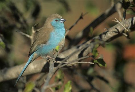 Collective Feasting of Birds - South Africa