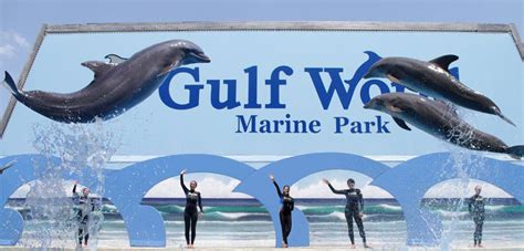 Bottlenose Dolphin Show - Gulf World Marine Park