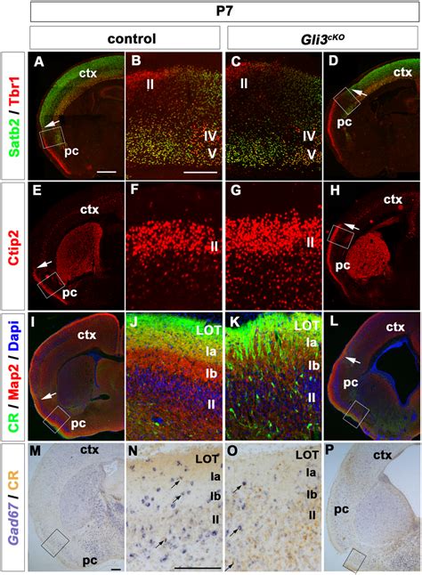 Innervation of the piriform cortex is disorganized in P7 Gli3cKO... | Download Scientific Diagram