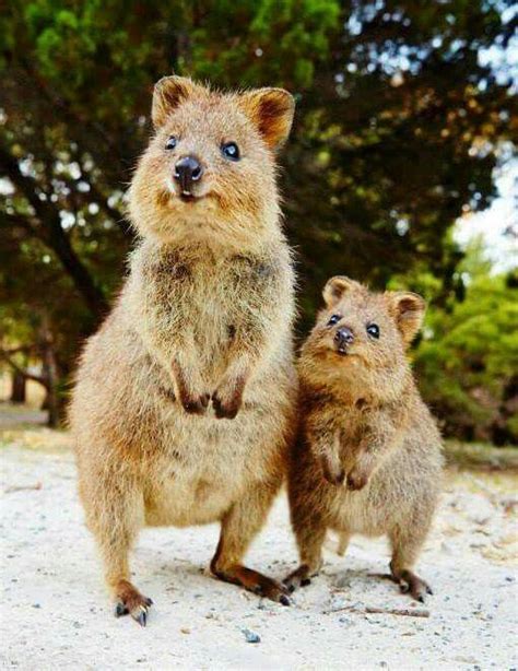 #quokka #mommy #baby #mehr #andAnd And or AND may refer to: | Baby animals, Baby animals ...