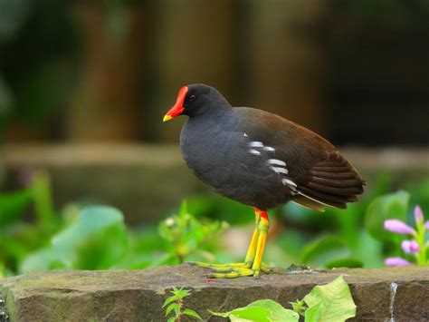 Moorhen or Coot: What Are The Differences? | Birdfact