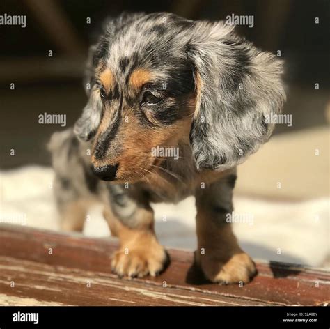 Dapple Dachshund Stock Photo - Alamy