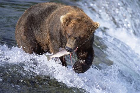 Brown (Grizzly) Bear Catching Fish in Alaska posters & prints by Corbis