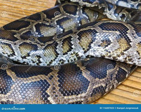 Python Snake Skin, Background Stock Image - Image of design, dange: 116007023