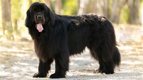 15 Big Fluffy Long Haired Black Dog Breeds (W/ Pictures)