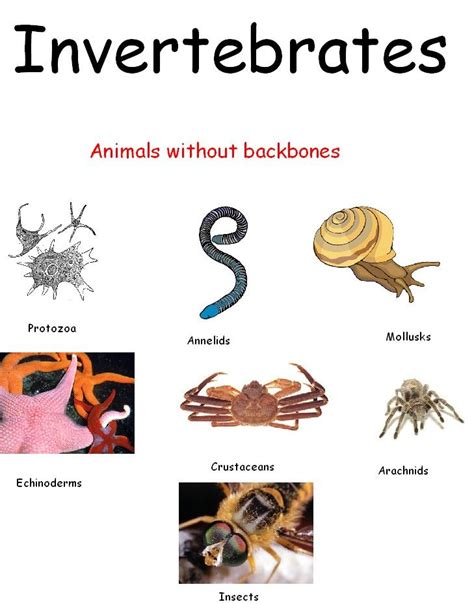 8 best Vertebrates & Invertebrates images on Pinterest | Vertebrates ...