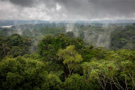 Amazon Rainforest, Ecuador. Sat atop this 30-meter observation tower ...