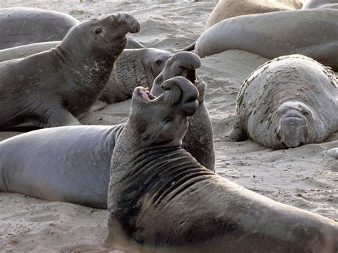 Nature up close: Elephant seals - CBS News