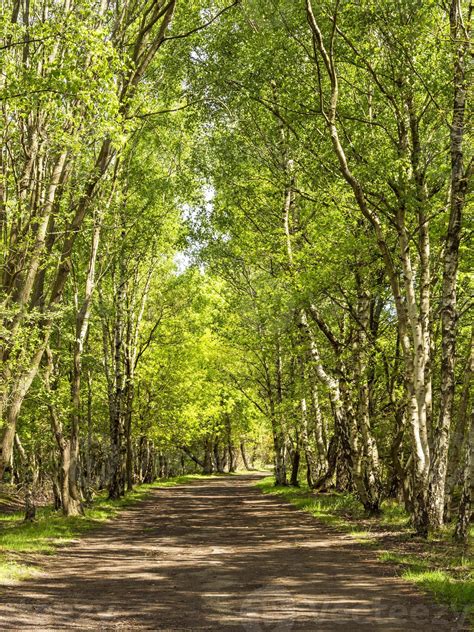 Lane lined by tall silver birch trees in dappled sunlight 8012341 Stock Photo at Vecteezy