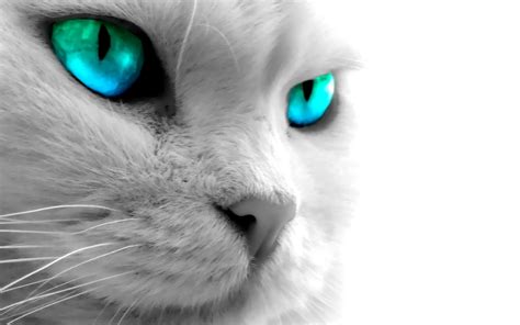 Blue eyed cat wallpaper | 1920x1200 | #11897