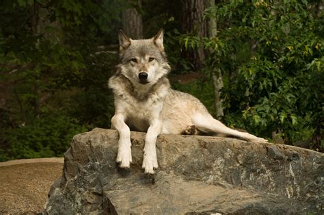 Northwestern Wolf – The Northwestern wolf is one of the largest subspecies of wolves. In British ...