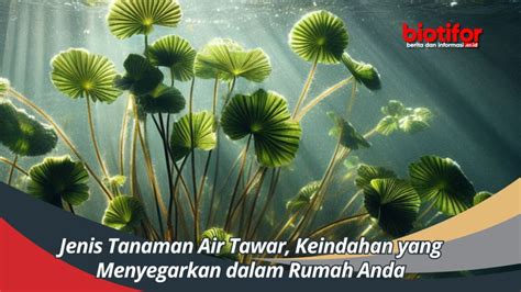 Jenis Tanaman Air Tawar, Keindahan yang Menyegarkan dalam Rumah Anda