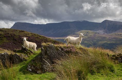 Cader Idris view