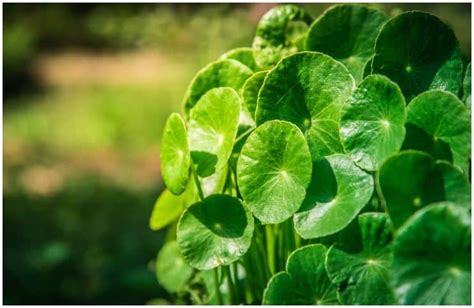 Gotu Kola: Side Effects, Health Benefits, Uses - Your Health Remedy