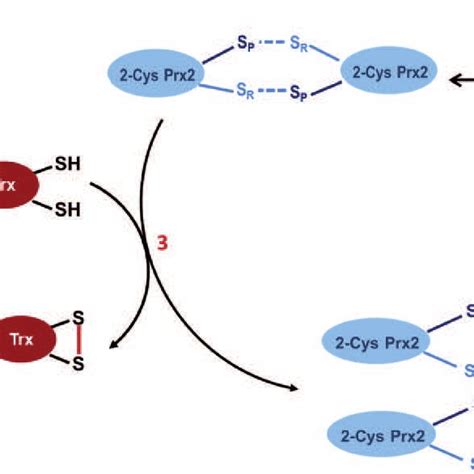 Erythrocyte metabolic pathways synopsis. 2,3 DPG,... | Download Scientific Diagram