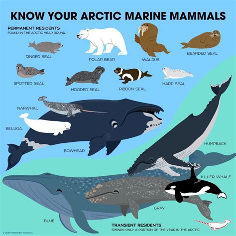 Arctic Ocean Animals Facts