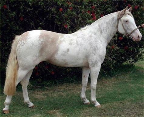 Overo bayo | Horse breeds, Appaloosa horses, Pretty horses