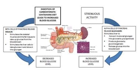 Homeostasis - Definition and Examples - Biology Online Dictionary