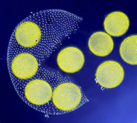 Living Volvox algae releasing its daughter colonies | Nikon’s Small World