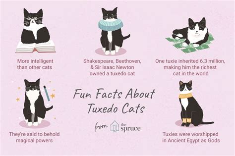 Did you know a tuxedo cat has been to the top of Mount Everest? Check ...