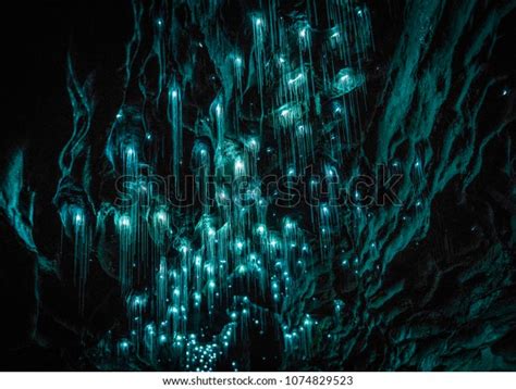 Waitomo Glowworm Caves Waikato New Zealand Stock Photo (Edit Now ...