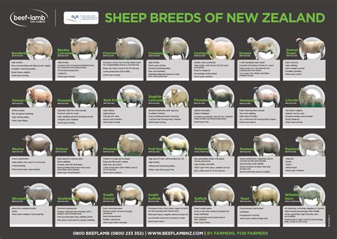 Lamb Breeds Chart