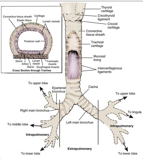 Pulmonary Anatomy and Physiology | Nurse Key