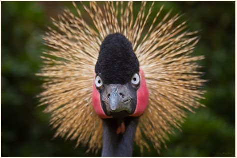 Free Images : wing, sky, fly, wildlife, portrait, beak, freedom, feather, fauna, birds, animals ...