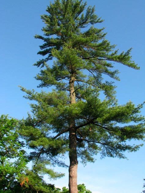 The Eastern White Pine is the state tree of Michigan. | White pine tree ...