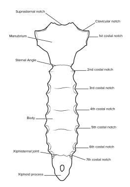 Sternal Fracture: Practice Essentials, Pathophysiology, Epidemiology