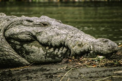 Lake Placid: Man pries crocodile jaws off his head | ABS-CBN News