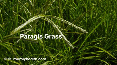 Paragis Grass - Mumlyhealth