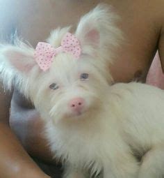 maguie yorkshire albina!!! es una preciosidaaaad! | Albino Pets | Rare albino animals ...