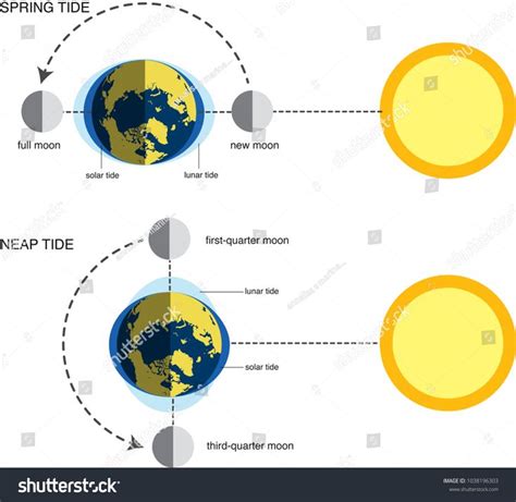 vector illustration of spring tide and neap tide (diagram)spring#illustration#vector#diagram ...