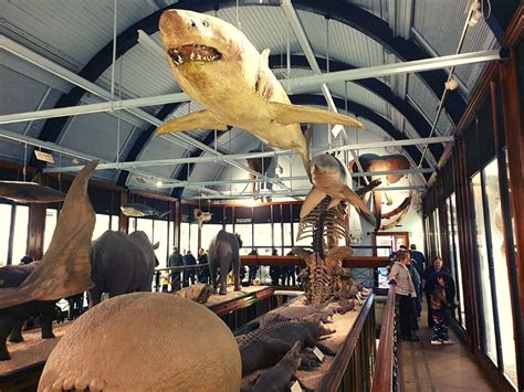 Why You Should Visit The Tring Natural History Museum