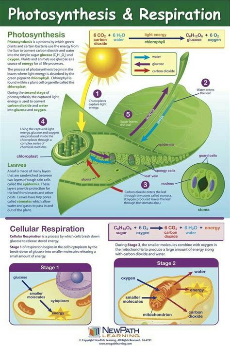 Cellular Respiration In Plants Experiment