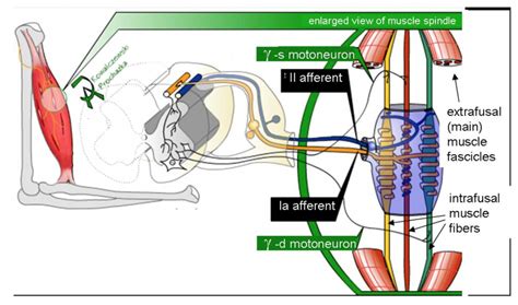 Assessment of Patellar and Achilles Reflexes – A Mixed Course-Based ...