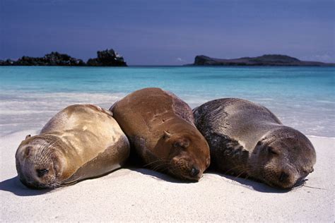 Sea lions sleeping on beach | Galapagos, Marine animals, Galapagos islands