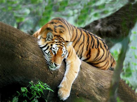 tiger Wallpaper and Background Image | 1890x1417 | ID:472722 ...