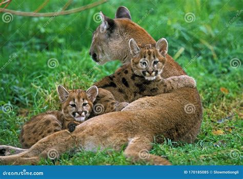 Puma Cub Mother Stock Photos - Free & Royalty-Free Stock Photos from ...