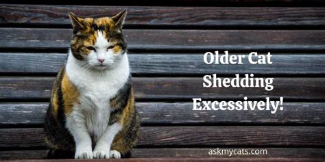 Older Cat Shedding Excessively! Learn More To Help Them!