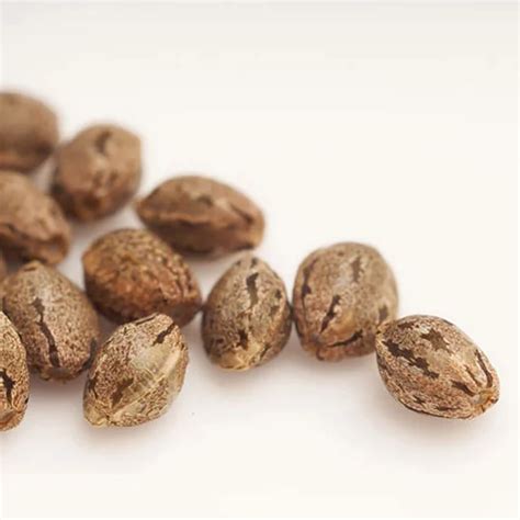 Blue Monster Strain Cannabis Seeds – Royal King Seeds - Feminized ...