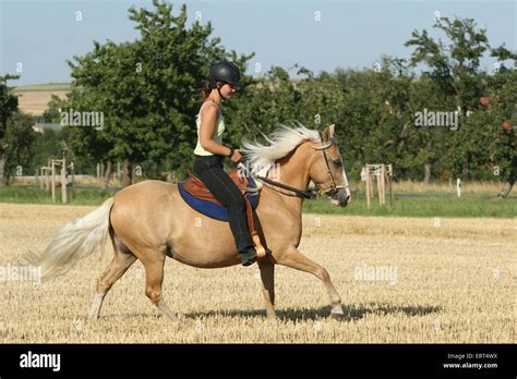 riding a gaited horse Stock Photo - Alamy