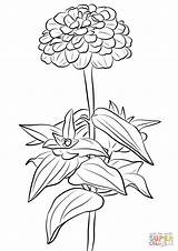 Zinnia Coloring Page sketch template