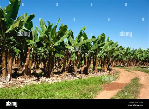 Banana plantation in the wet tropics of Queensland near Mission Beach on the Cassowary Coast ...