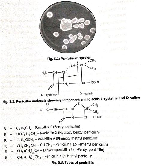 Production of Penicillin - Biology Ease